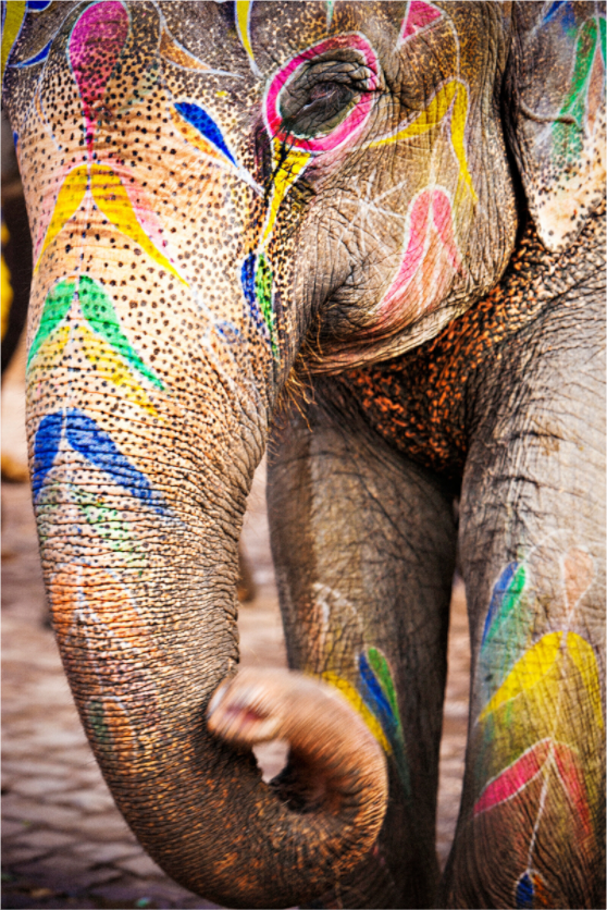 Main image India No. 01 — Painted Giant