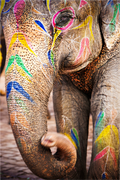 Main image India No. 01 — Painted Giant