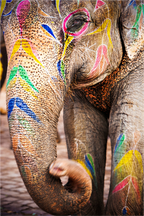 Main image India No. 01 — Painted Giant
