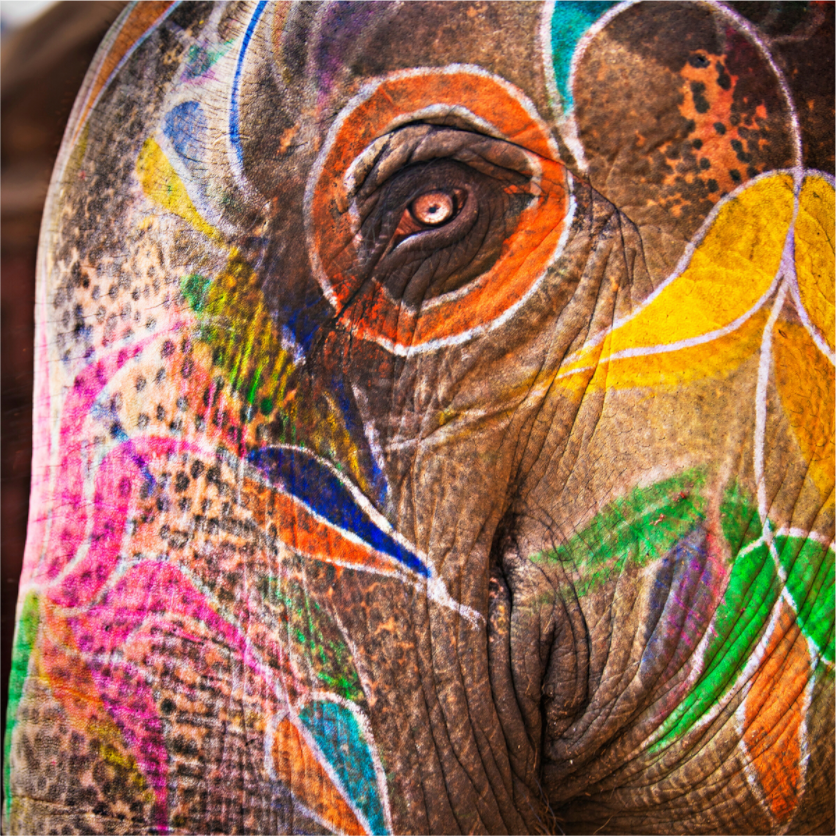 Main image India No. 04 — Elephant's Eye