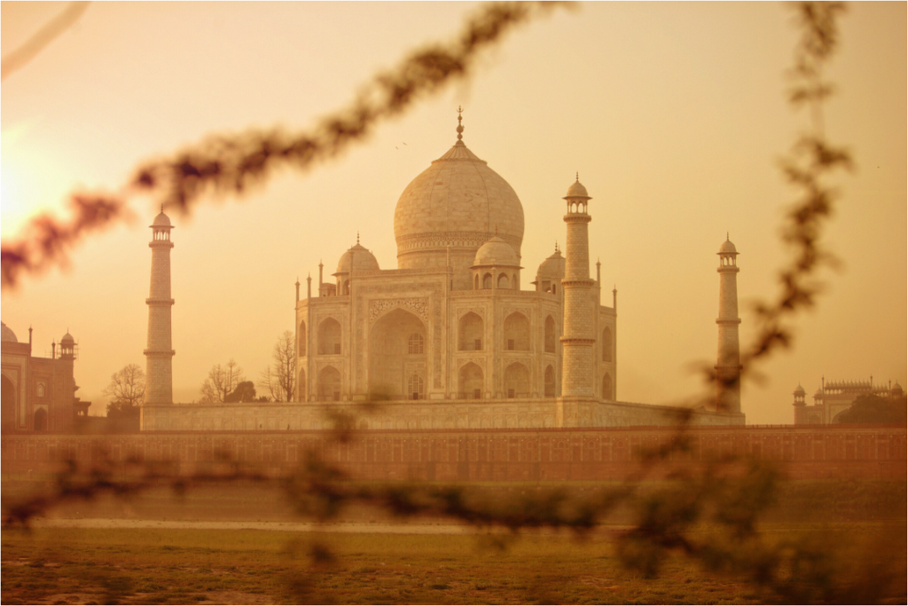 Main image India No. 14 — Beyond the branches
