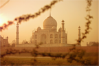 Main image India No. 14 — Beyond the branches